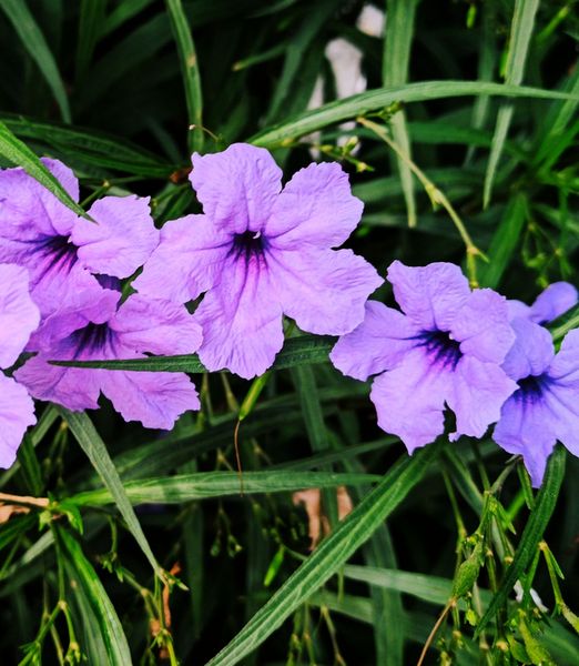 Ruellia simplex